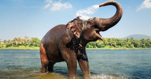 10 cosas hacen elefantes animales extraordinarios