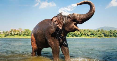 10 cosas que hacen a los elefantes animales extraordinarios