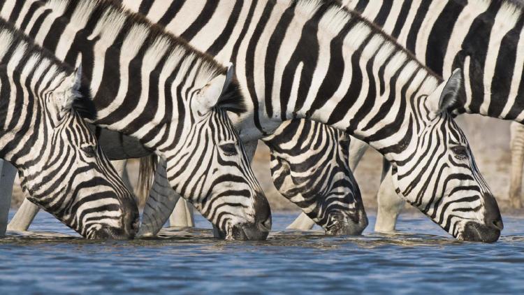 Cebras Cebras tomando agua