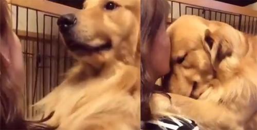 perro adoptado 2 twitter @atr_ahre perro adoptado 2 twitter @atr_ahre