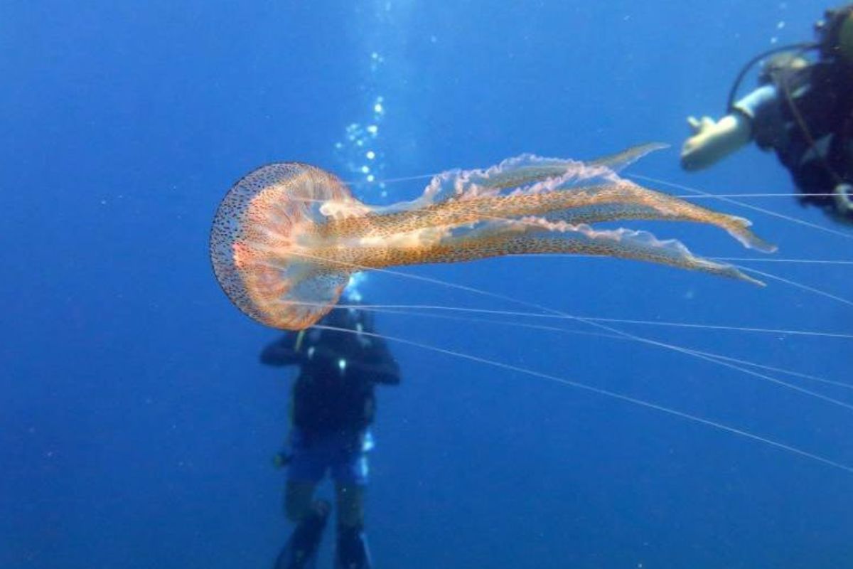 buceadores Buceadores cerca de una medusa. (Fuente representativa de la imagen: Getty Images | Yusufkayaoglu)