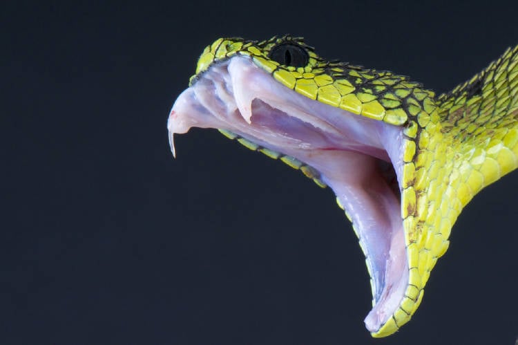 Una serpiente con la boca abierta