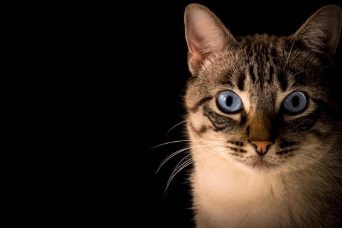 Seleccionar los productos adecuados para gatos es fundamental para mantener su salud, comodidad y bienestar.