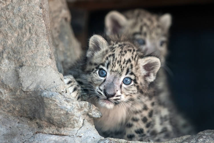 leopardo nieves