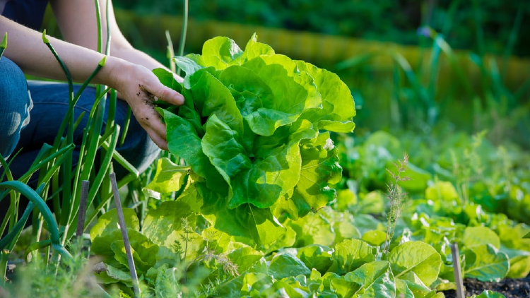 mujer lechuga huerta mujer lechuga huerta
