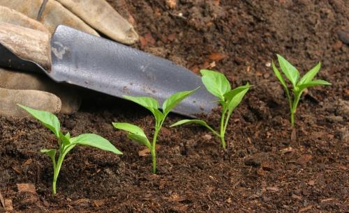 Humus para el suelo: ¿Qué es y cómo podemos prepararlo en casa?