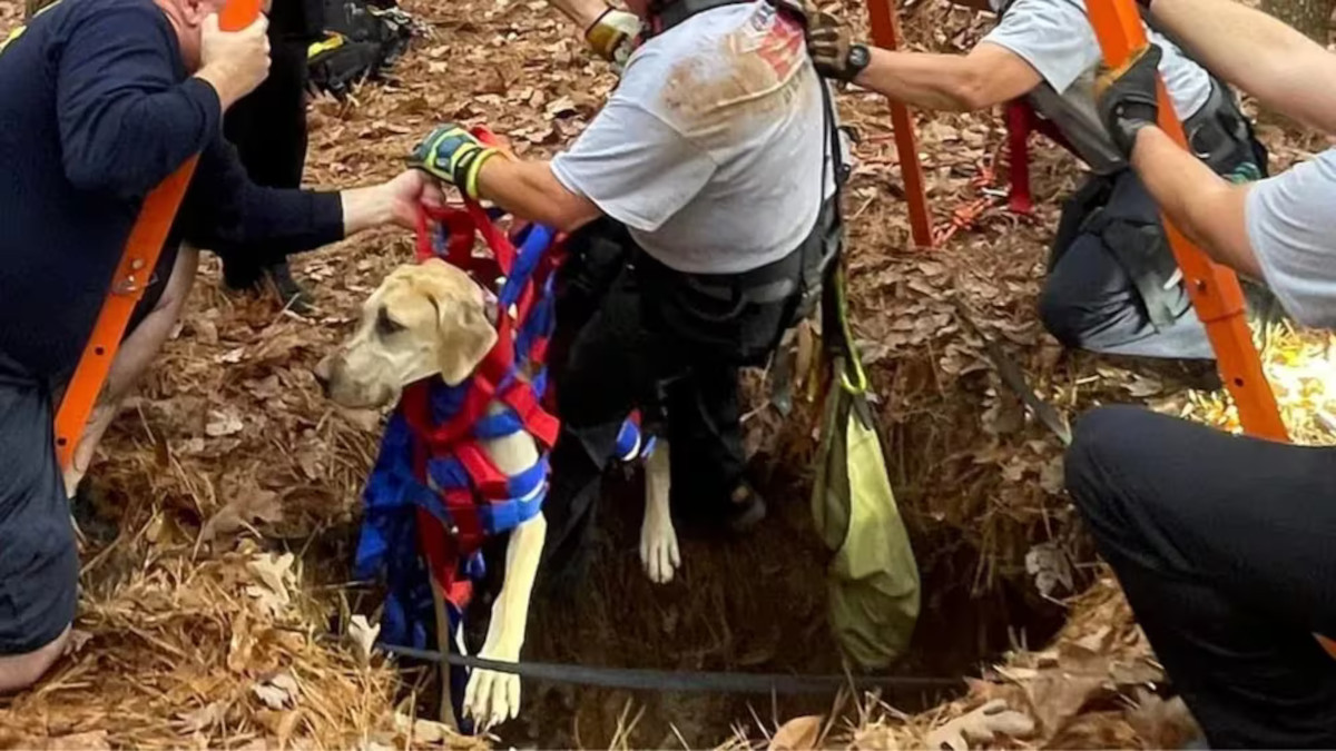 perro rescate perro rescate