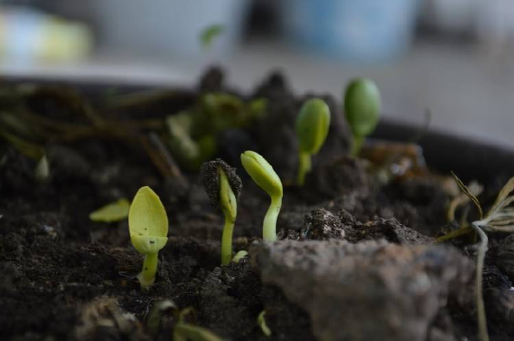 Brotes de plantas saliendo de la tierra