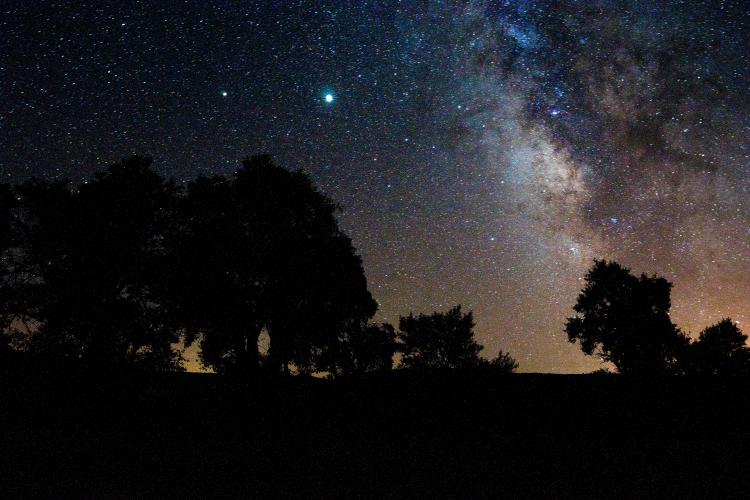 Los perros ven mucho mejor las estrellas que los humanos, incluso estando en las urbes. 