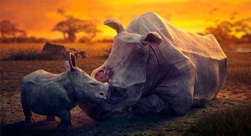 Dream: el desgarrador corto musical sobre los sueños de animales en peligro que tienes que ver