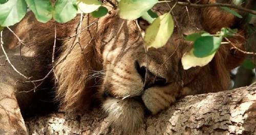 Leones envenenados Uganda Leones envenenados Uganda