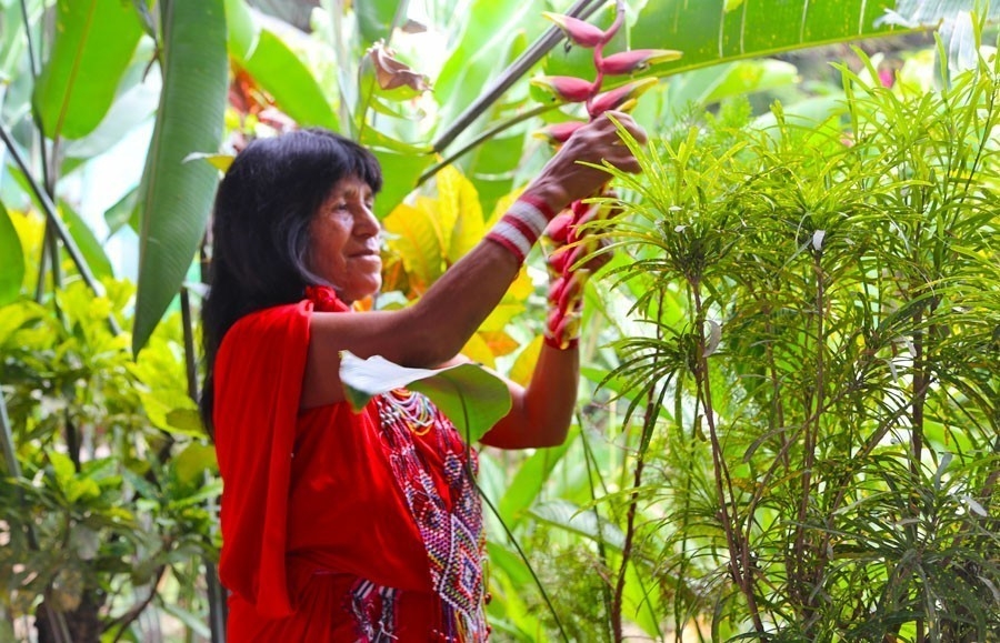 5 Plantas Shamanicas Que Sanan Tu Cuerpo Bioguia