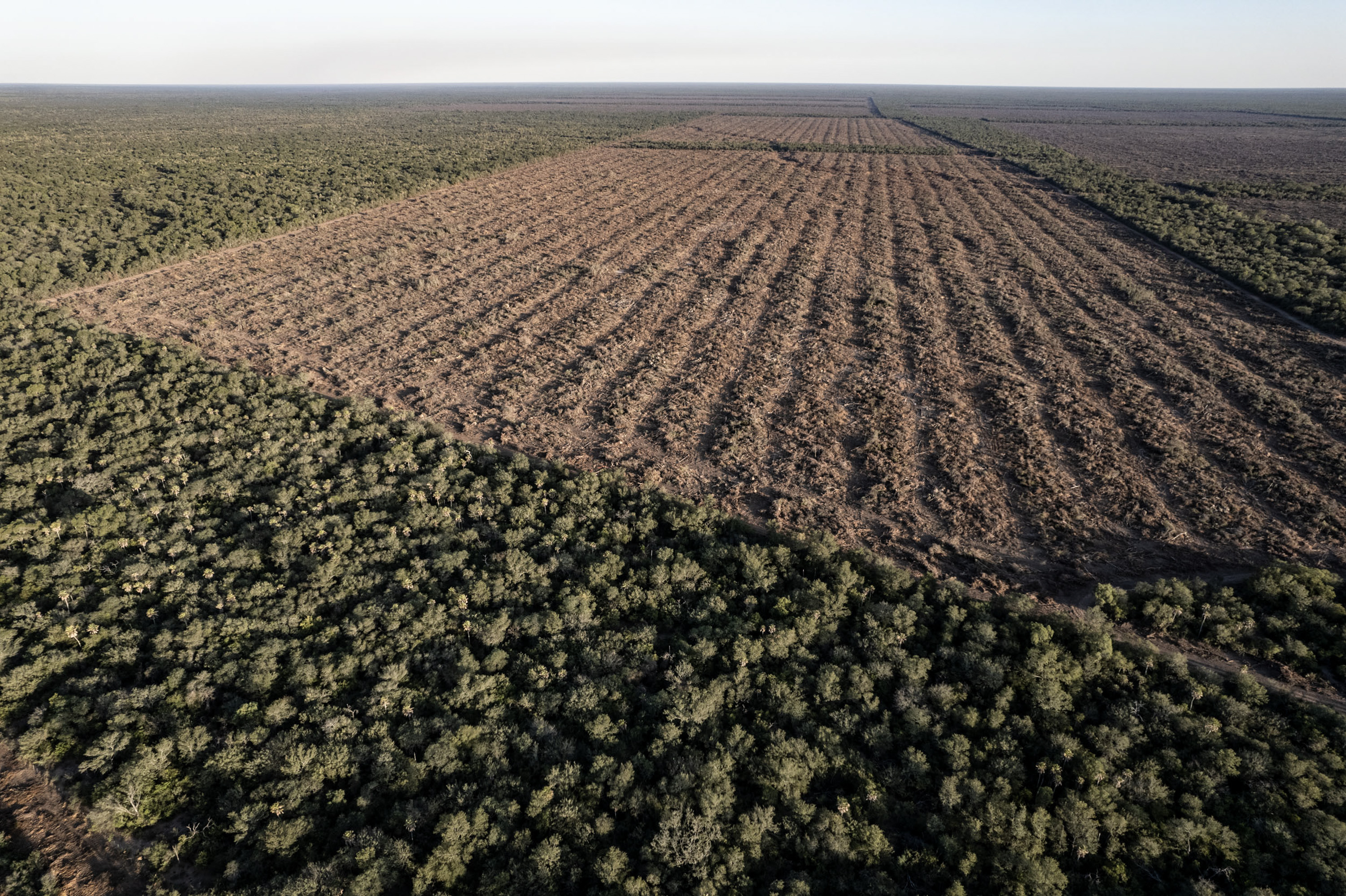 Créditos: Martin Katz / Greenpeace Créditos: Martin Katz / Greenpeace