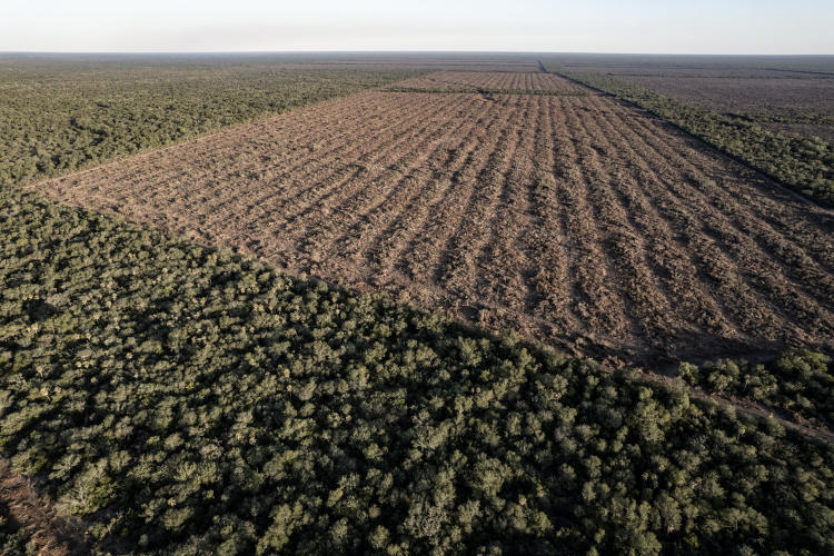 Créditos: Martin Katz / Greenpeace