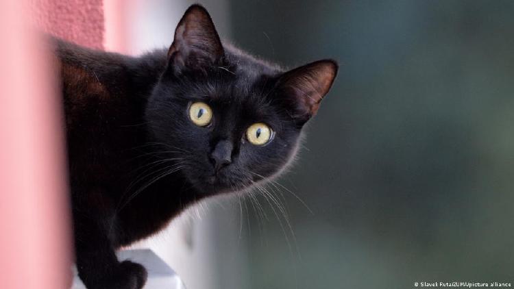 gato negro