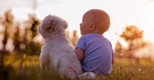 razon perros cuidan bebes razon perros cuidan bebes