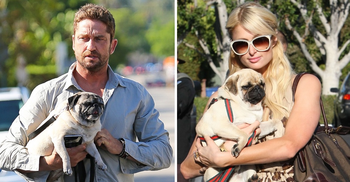 perros pugs perros pugs