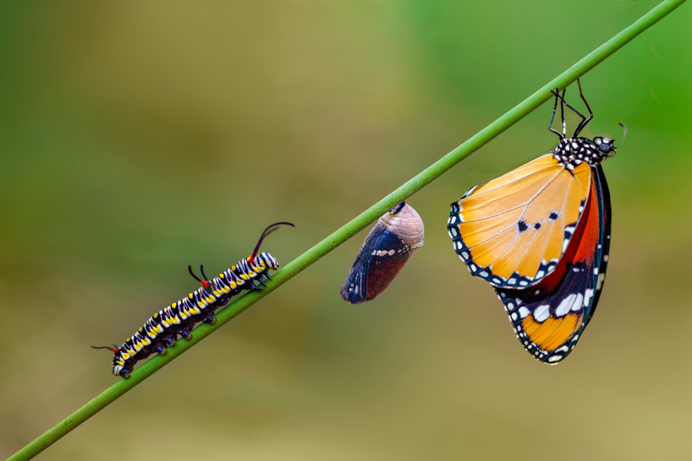 Tipo de mariposas y su significado