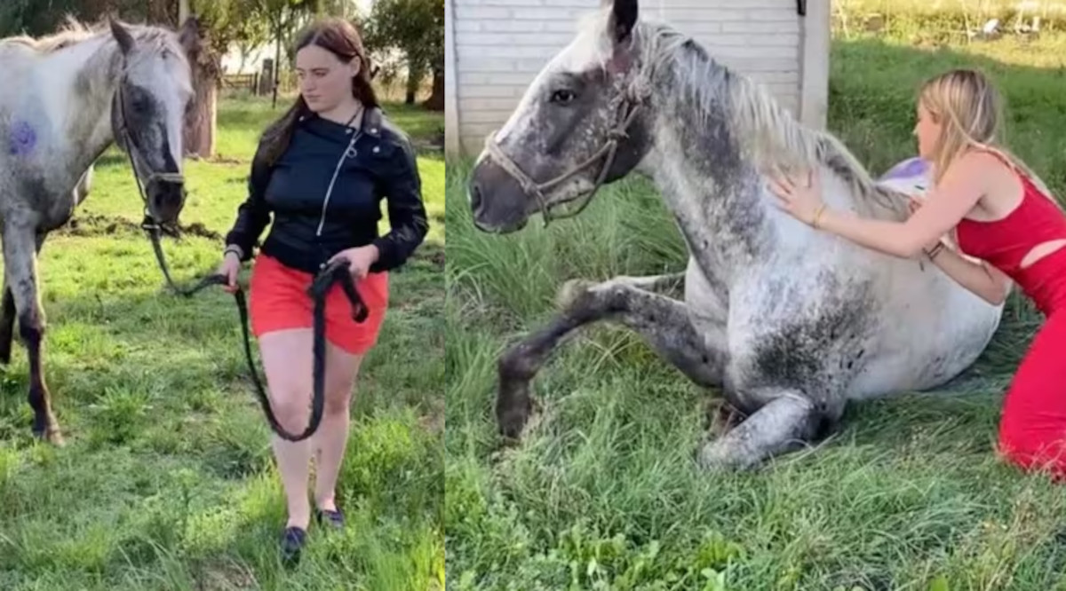 ayudar caballo ayudar caballo