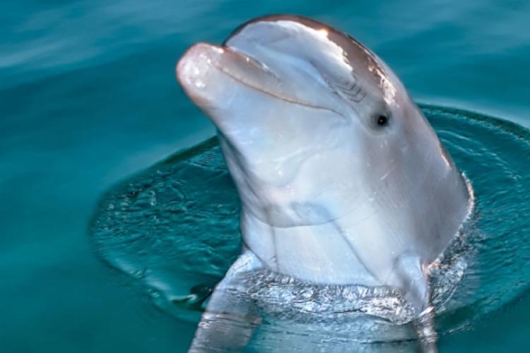 delfin Delle emite sonidos inusuales llamando la atención científica