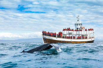 barcos ballena