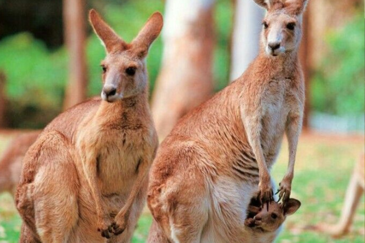 canguro Las madres canguro poseen la capacidad de producir simultáneamente dos tipos de leche con composiciones distintas, adaptadas a las necesidades de crías de diferentes edades. (Foto: Pinterest)