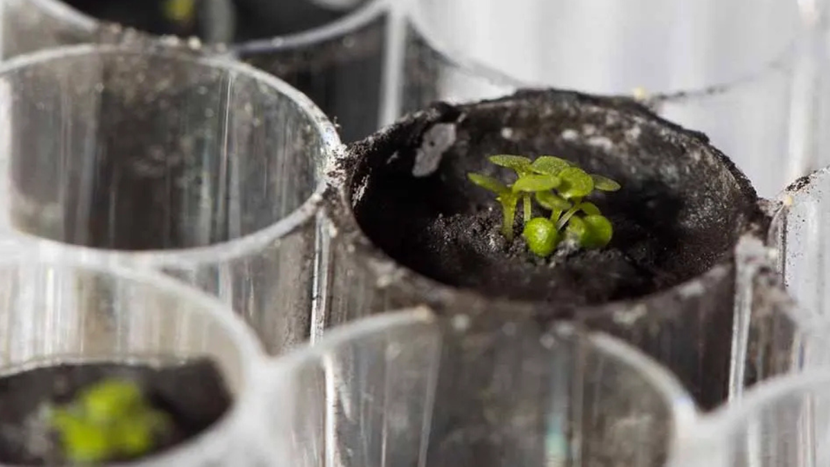 plantas luna El proyecto servirá para entender cómo cultivar alimentos en los futuros asentamientos humanos en la Luna.