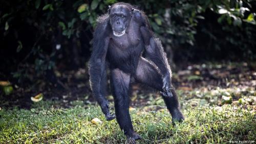 Chimpancé Chimpancé