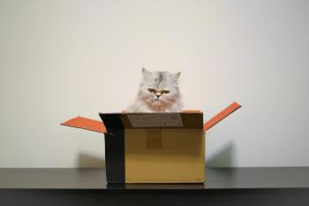 gato caja