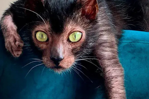 gato lobo Gato Lykoi: el gato lobo que parece salido de una serie de terror. (Foto: Pinterest)