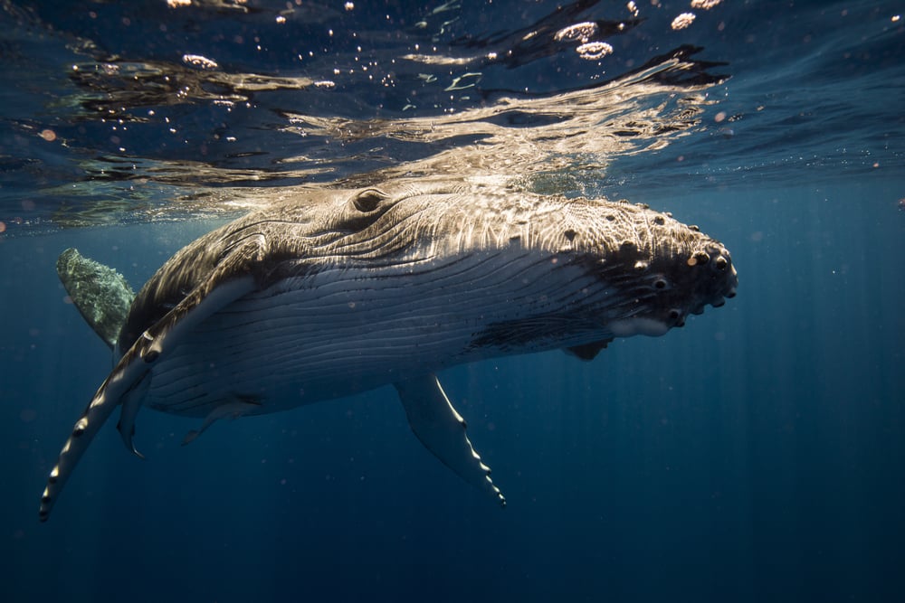 ballena jorobada