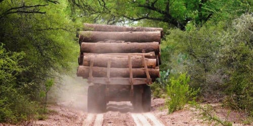 Troncos 750x375 Troncos 750x375