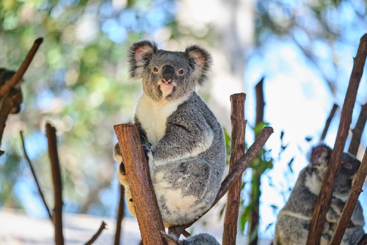 koala australia