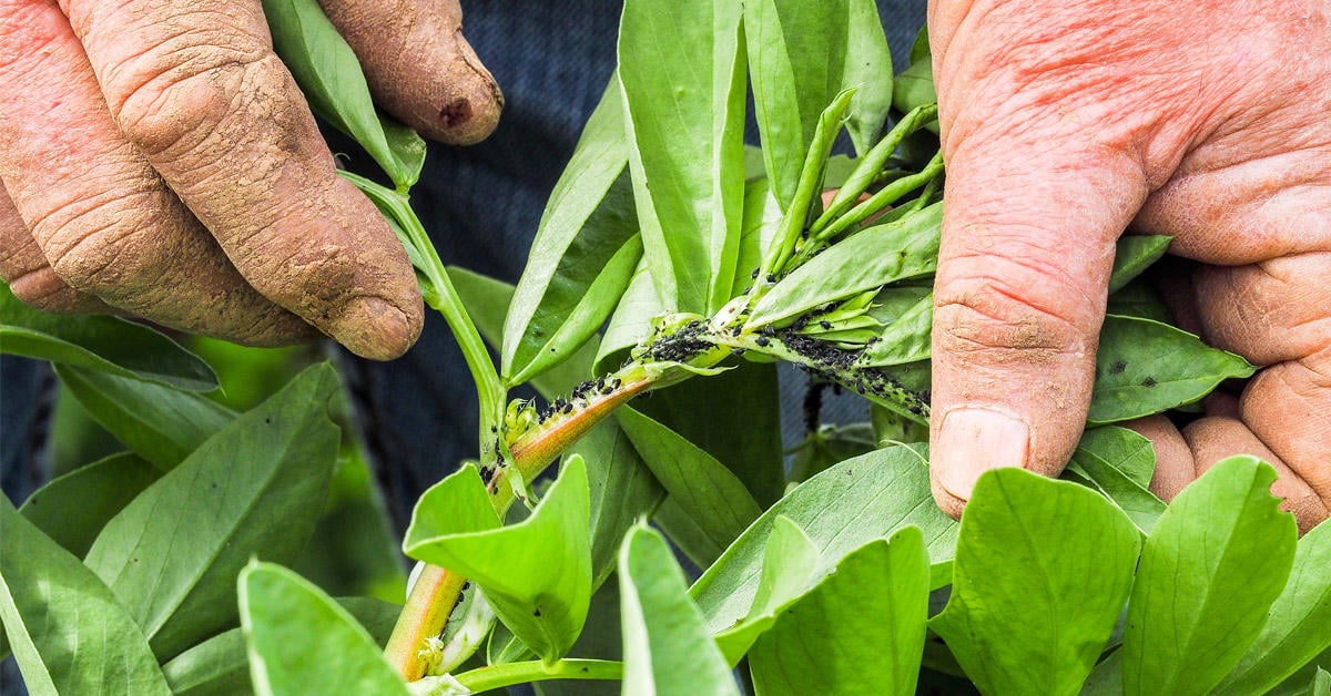 Identifica qué plaga se come las hojas de tus plantas y aprende a combatirla Bioguia Identifica qué plaga se come las hojas de tus plantas y aprende a combatirla Bioguia