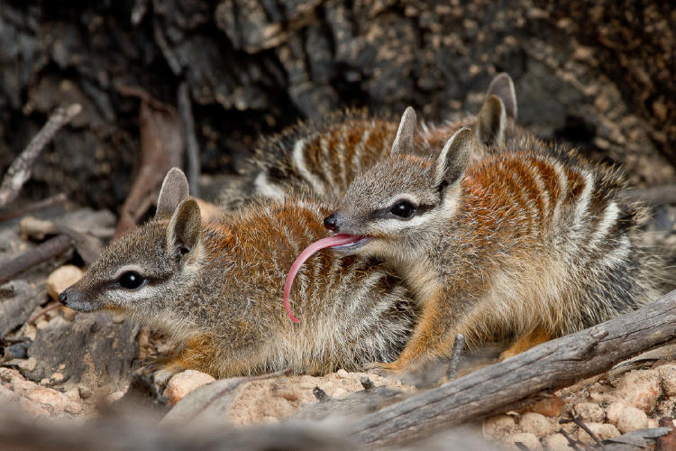 numbats2