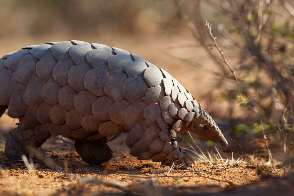 pangolín gigante