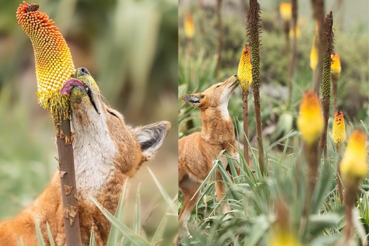 Un hallazgo inesperado: lobos consumiendo néctar por primera vez (Imagen: labrujulaverde.com)