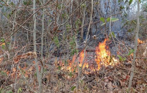 Los incendios en Bolivia superaron casi por el doble la media anual