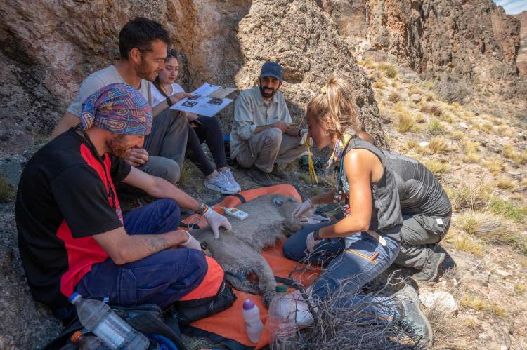 rewilding equipo de argentinos rewilding equipo de argentinos rescatando animales salvajes