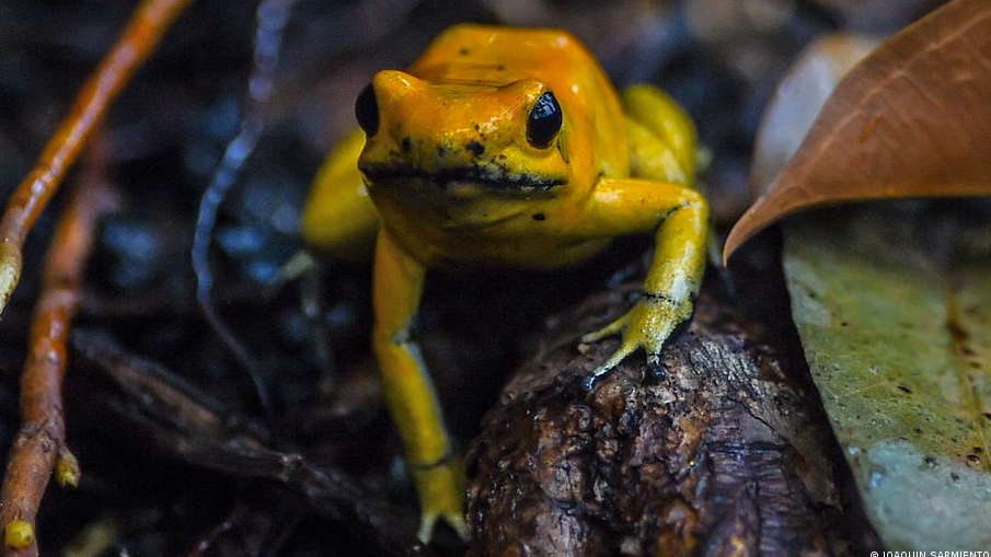 ranita exotica ranita exotica