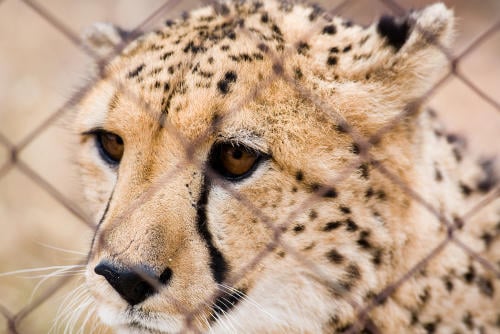 guepardo tráfico de animales guepardo tráfico de animales