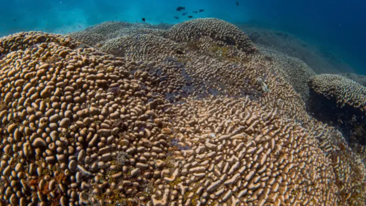 El coral mide 34 metros de ancho.