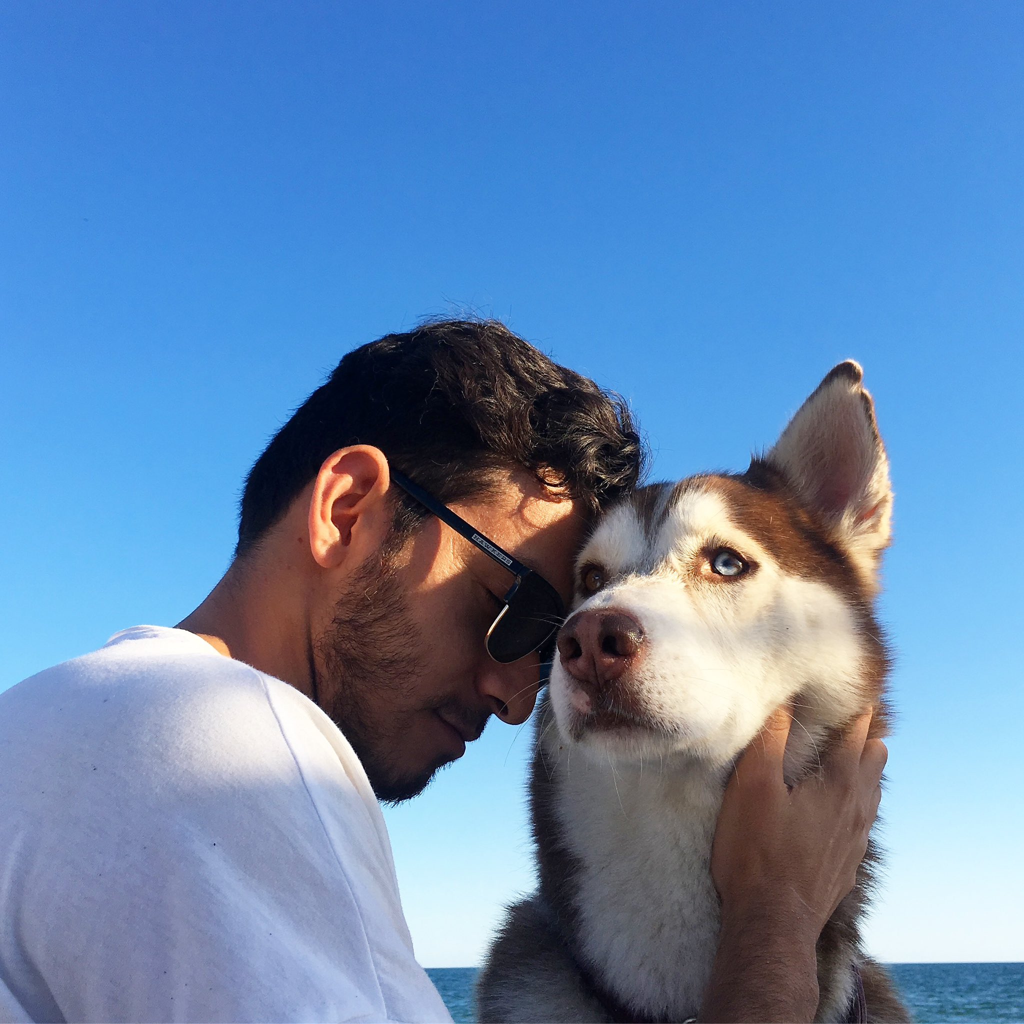 perro siberiano perro siberiano