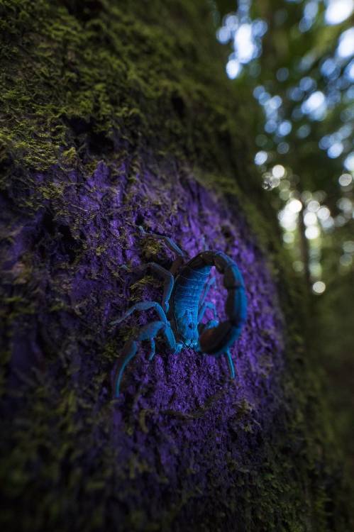 Fluorescence Roberto Garcia Roa