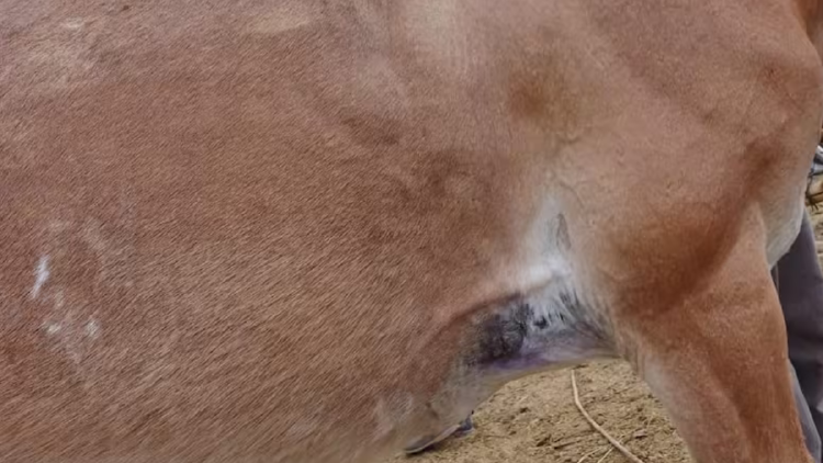 mulas Una de las mulas rescatadas en el Aconcagua con heridas.