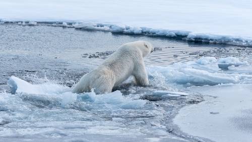 oso polar groenlandia Un uso polar en Groenlandia
