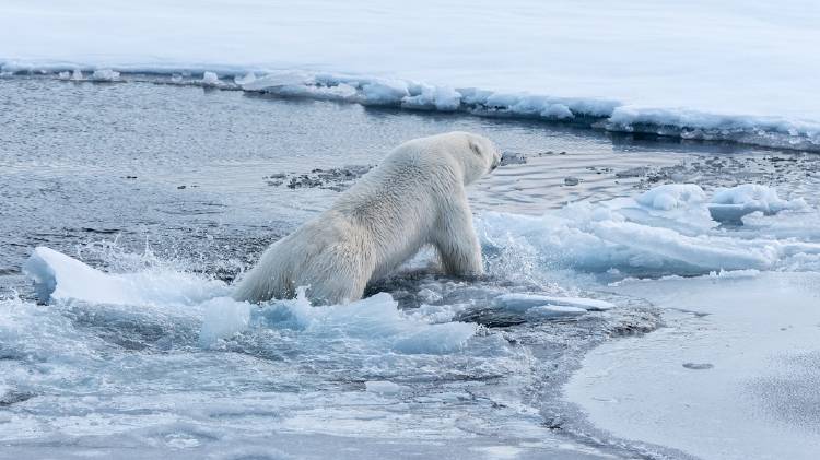 oso polar groenlandia Un uso polar en Groenlandia