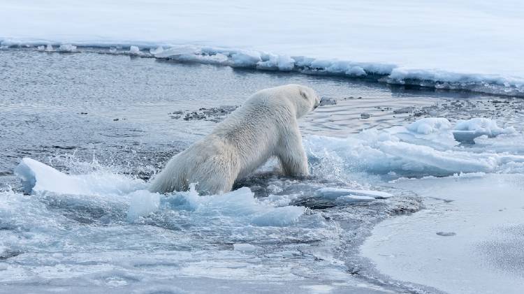 Un uso polar en Groenlandia