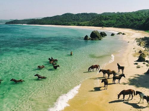 Al trote y al galope en la remota isla indonesia de Sumba