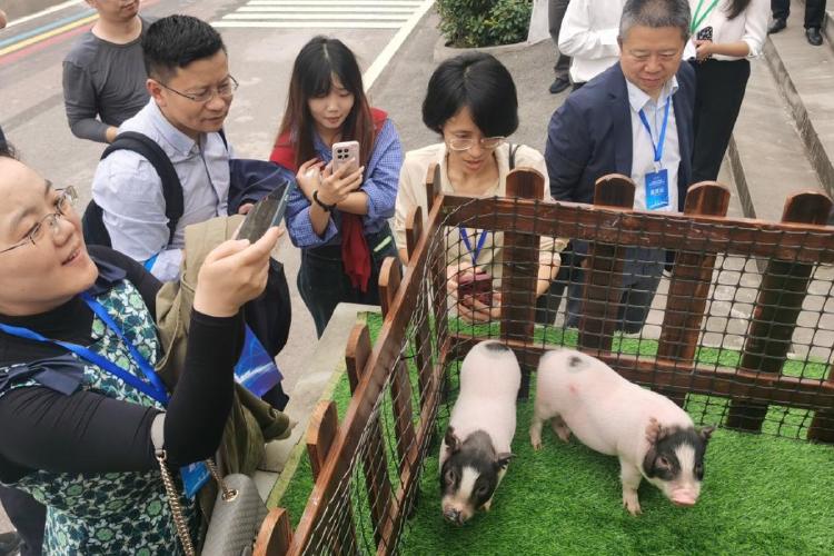 cerdos La empresa china Clonorgan Biotechnology ha utilizado la herramienta CRISPR para modificar genéticamente un cerdo de la raza Bama Xiang (www.chinadaily.com.cn)